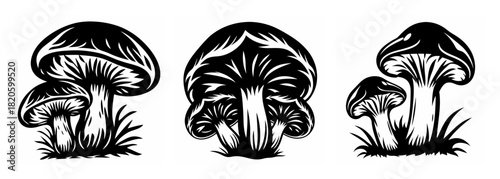 Detailed ink style mushroom drawings collection three fungi varieties growing naturally together