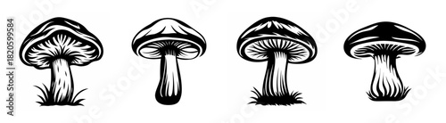 Four detailed hand-drawn style mushroom silhouettes with caps stems and gills in black and white