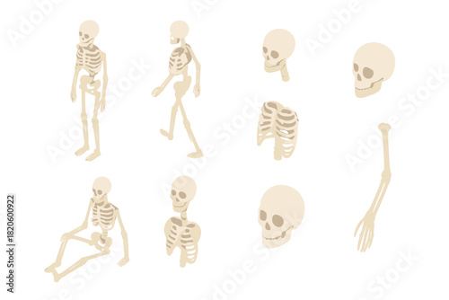 Detailed anatomical set of human skeletons in motion and various bone fragments