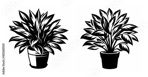 Two potted house plants with lush green leaves displayed side by side in black and white.
