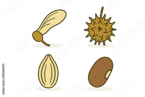 Diverse collection of natural seeds and pods featuring winged samara, spiky fruit, almond, and bean