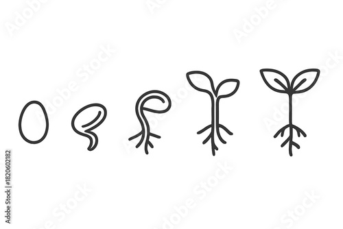 Detailed stages of seed germination showing the growth process from seed to young seedling