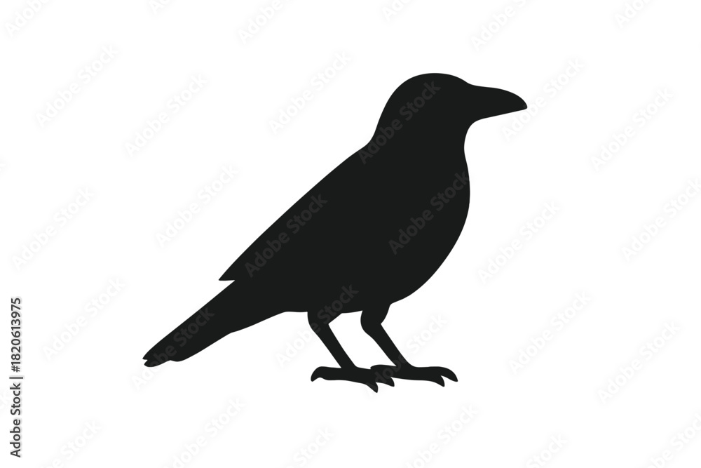 Naklejka premium Black crow or raven bird standing in profile view against a clean white background