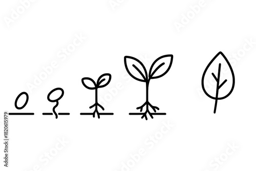 Sequential development of a plant seedling showing germination, root growth, and leaf formation