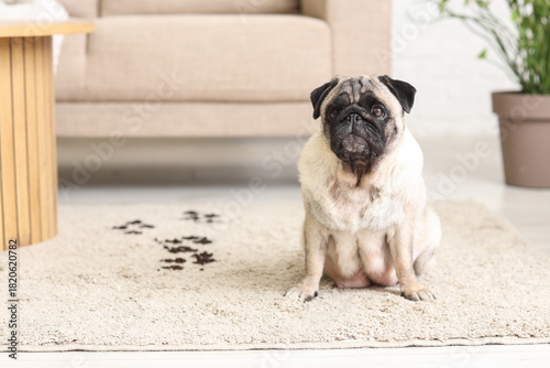 Cute pug dog with muddy paw...