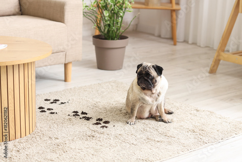 Cute pug dog with muddy paw...