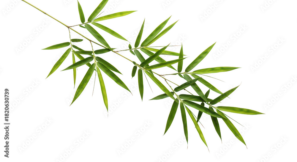 Naklejka premium Fresh Green Bamboo Branch With Leaves On Black Background