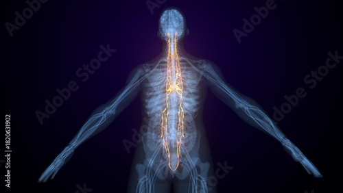 Photos Male spinal cord nerves anatomy. 3d render