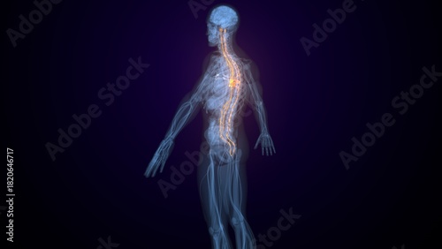Male spinal cord nerves anatomy. 3d render
