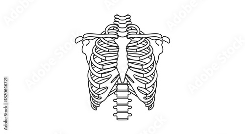 Detailed line art illustration of a human rib cage, showing anatomical structure.
