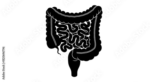 A black and white illustration of the human digestive system, showing the intestines.