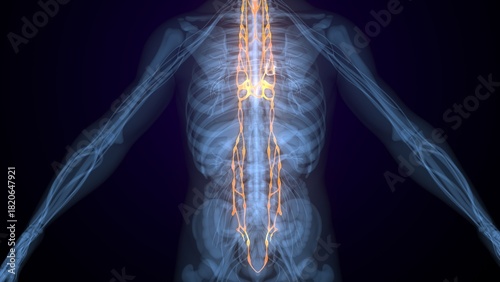 Male spinal cord nerves anatomy. 3d render