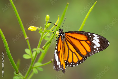 Common Tiger butterfly - Danaus genutia, beautiful common butterfly native to the meadows and grasslands of South and Southeast Asia, Vietnam.