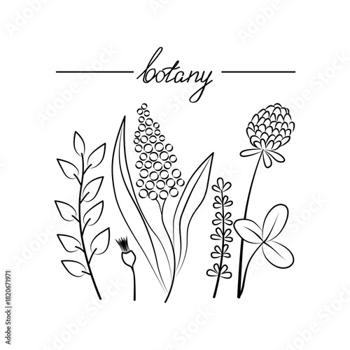 Botanical vector illustration showcasing various plant species with intricate line art. The image includes detailed depictions of leaves, stems, and flowers, perfect for educational or decorative use.