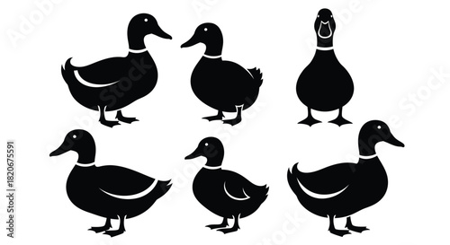Black duck vector image silhouette set duck illustration design