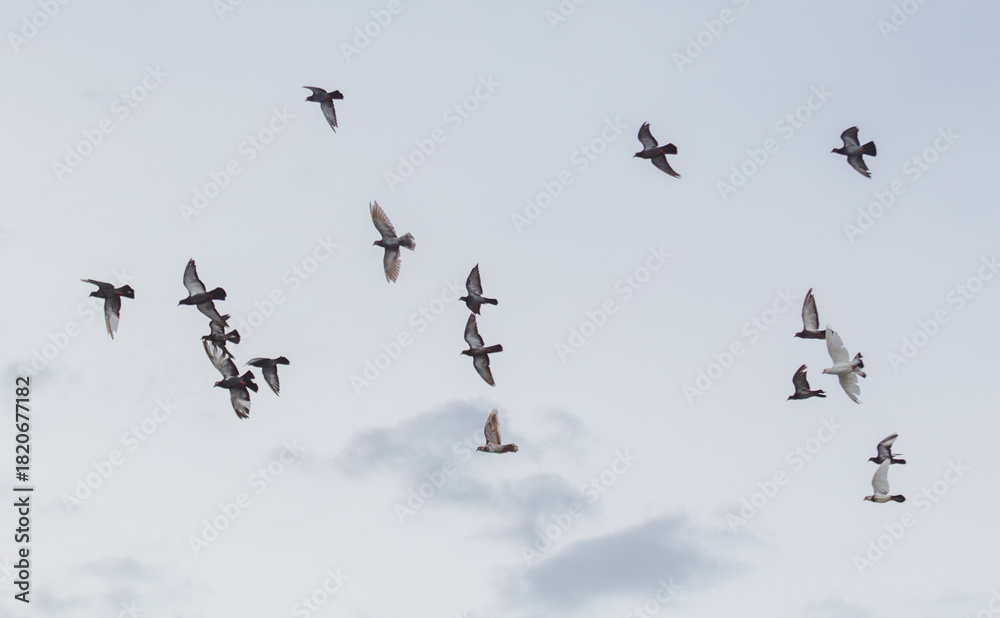 Obraz premium A flock of birds flying in the sky