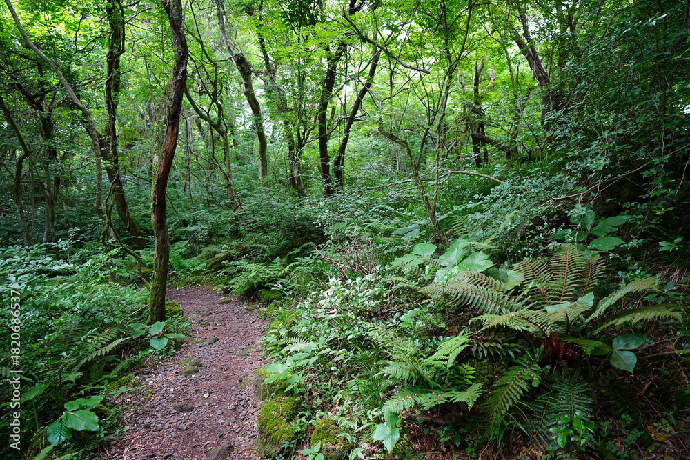 Fototapeta premium fine spring path through fresh ferns