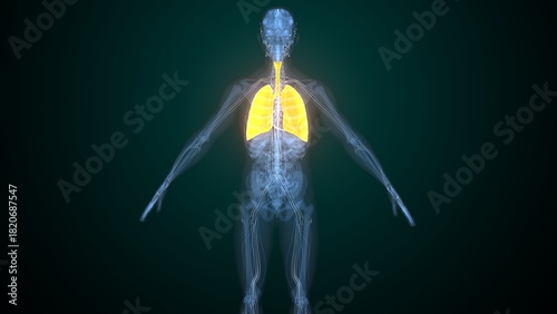 Male lungs anatomy. 3d render