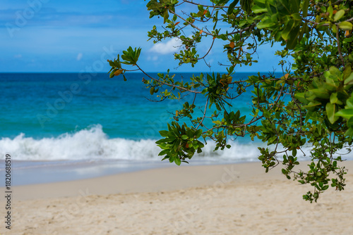 Fototapeta Naklejka Na Ścianę i Meble -  Tranquil Caribbean Beach With Sandy Turquoise Sea Under Blue Sky Framed by Sea Grape Tree