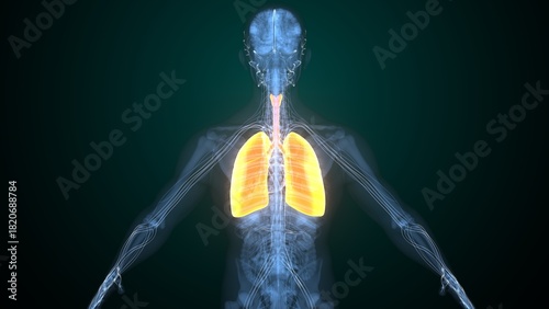 Male lungs anatomy. 3d render