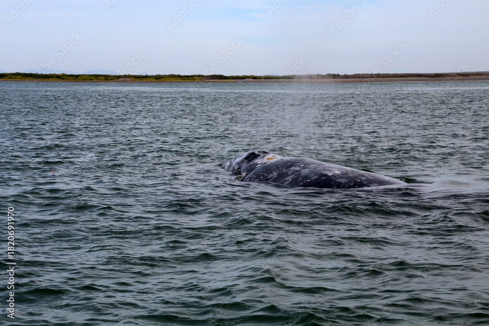 Obraz premium Grey whale watching in Baja California Sur, Mexico