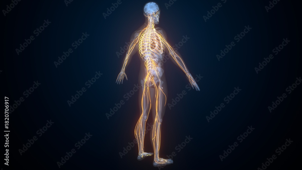 Obraz premium Human nerves anatomy. 3d illustrations
