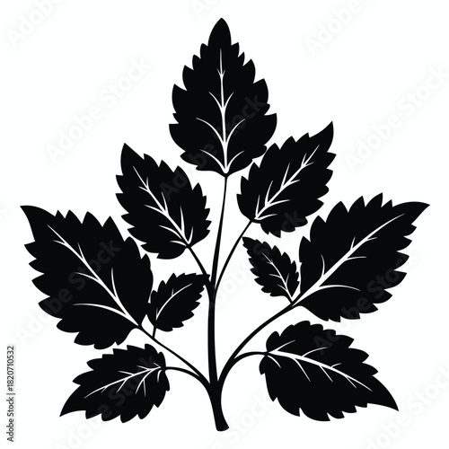 Black leafy twig is gracefully displayed against the pristine white backdrop, creating minimalist aesthetic