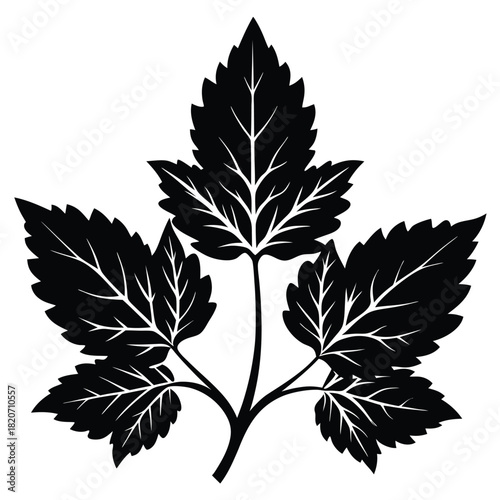 Ornate foliage silhouette showcases detailed venation and sharply defined leaf margins in a stylized arrangement