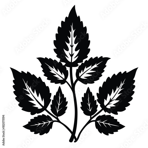 Black foliage features jagged edges and bright internal veining providing elegant floral arrangement