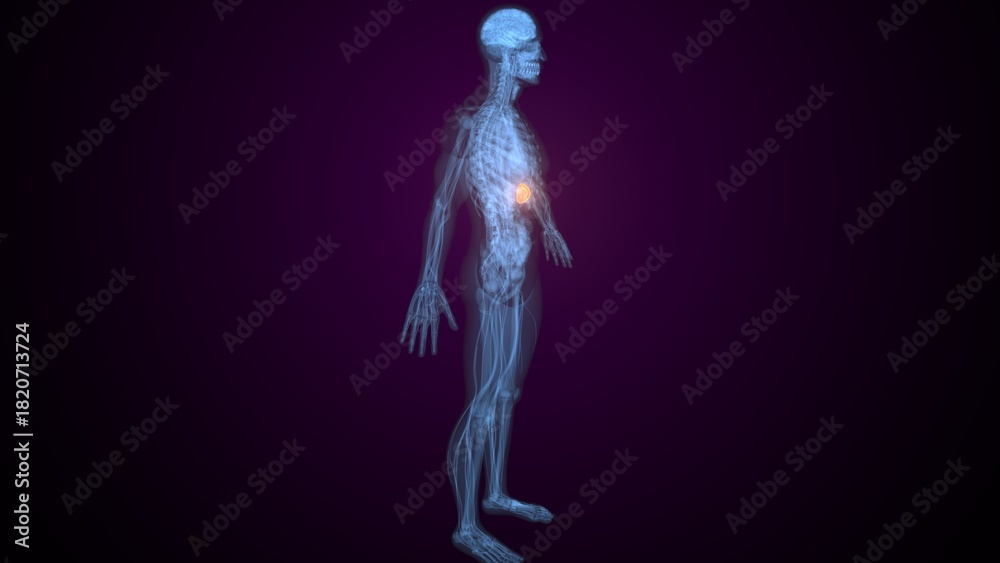 Obraz premium Male spleen anatomy. 3d render