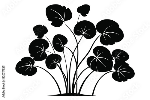 Silhouette of lush leaves of nasturtium plant radiates freshness and growth in monotone