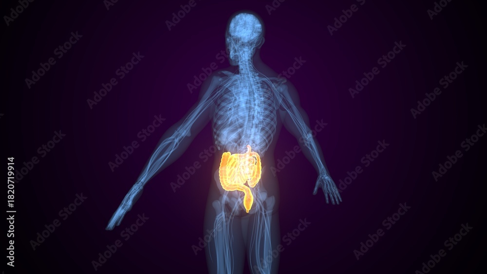 Obraz premium Human small intestine anatomy. 3d render