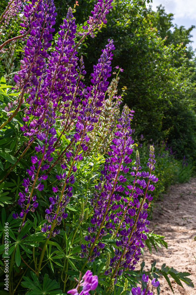 Obraz premium Large-leaved lupine displays vibrant purple flower spikes along a sandy path surrounded by lush greenery during a sunny day in spring
