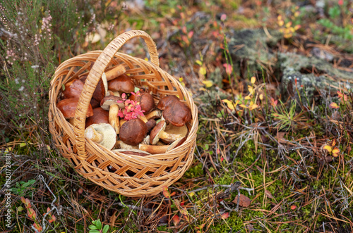Wicker basket filled with wild edible mushrooms in forest