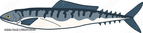 Illustration of a Mackerel Fish