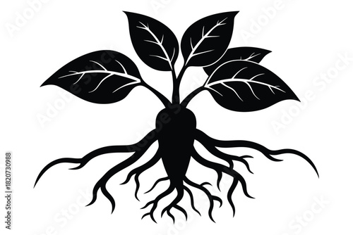 Black silhouette of a plant with leaves and roots on a white backdrop