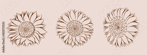 set of sunflower hand drawn style line or outline vector element clipart