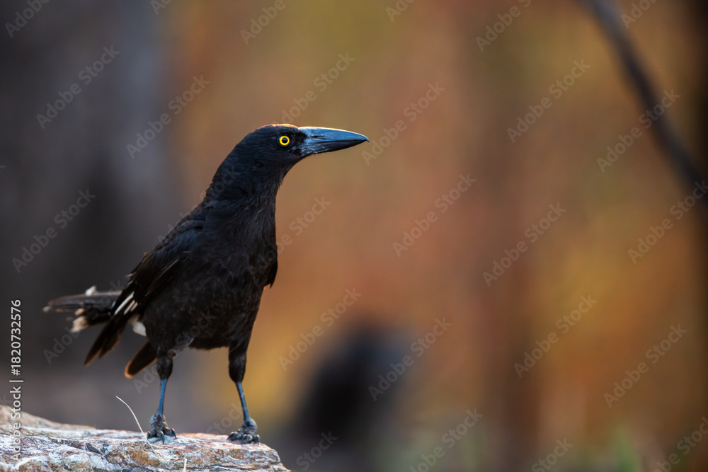 Fototapeta premium australian crow