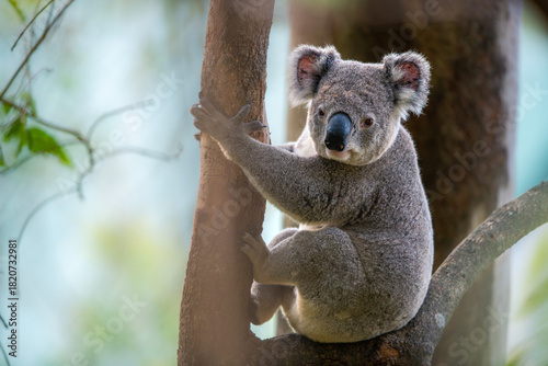 koala