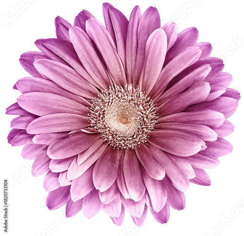 Gerbera  flower  on  isolated background with clipping path. Closeup. For design. Nature.  Transparent background.	