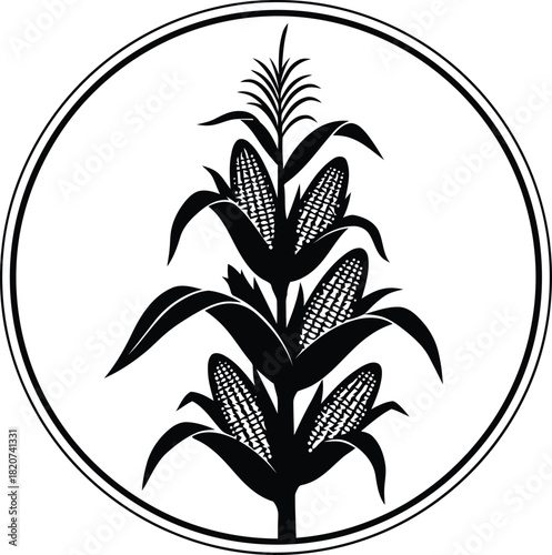 Vintage illustration of a corn stalk with cobs in a circle
