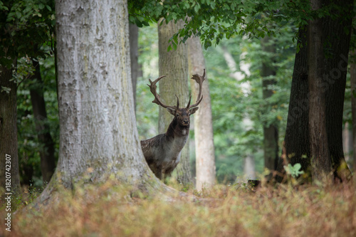 Dama dama and an important period of the year.