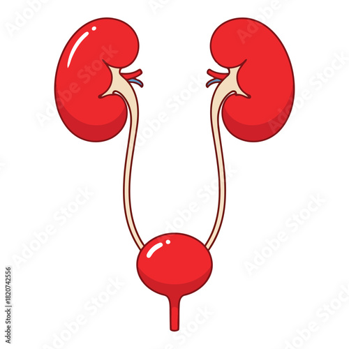 Cartoon illustration of the human urinary system with kidneys and bladder