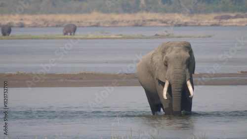 Elephant in a lake at Lower Zambezi National Park in Zambia
