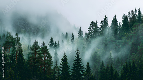 Commercial photos of natural forest fog scenes
