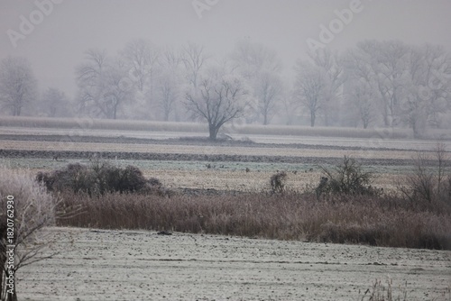 Wallpaper Mural Misty Winter Landscape Snow-covered Trees Field Torontodigital.ca