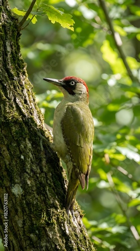 Green woodpecker (Picus viridis) in natural habitat