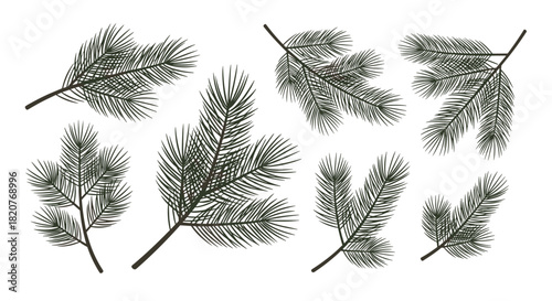 Detailed collection of pine tree branches with rich green needles in various orientations creating natural forest elements.