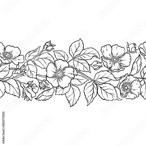 Wild Rose Branch with Flowers and Leaves Outline Horizontal Seamless Pattern. Vector isolated for design or decoration.