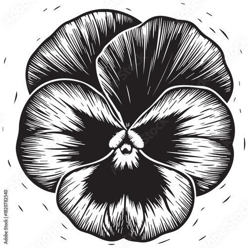 Black and white pansy flower woodcut illustration vector